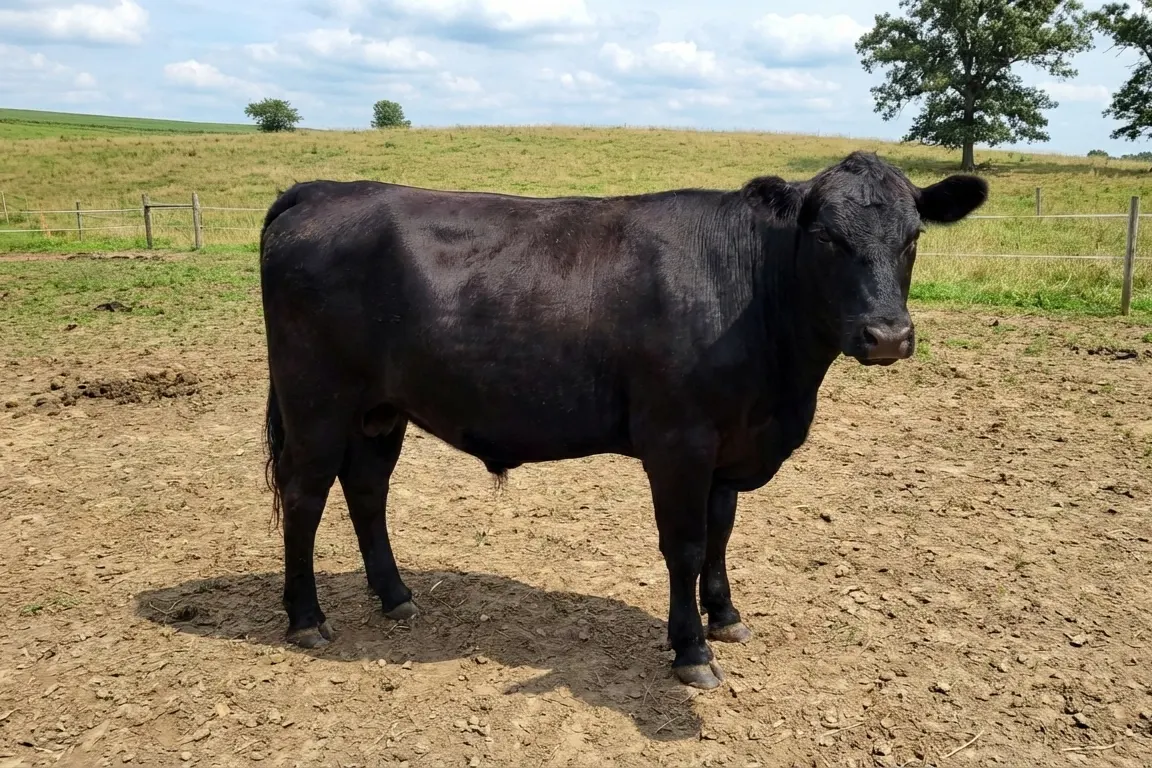 Dark colored steer standing on dirt