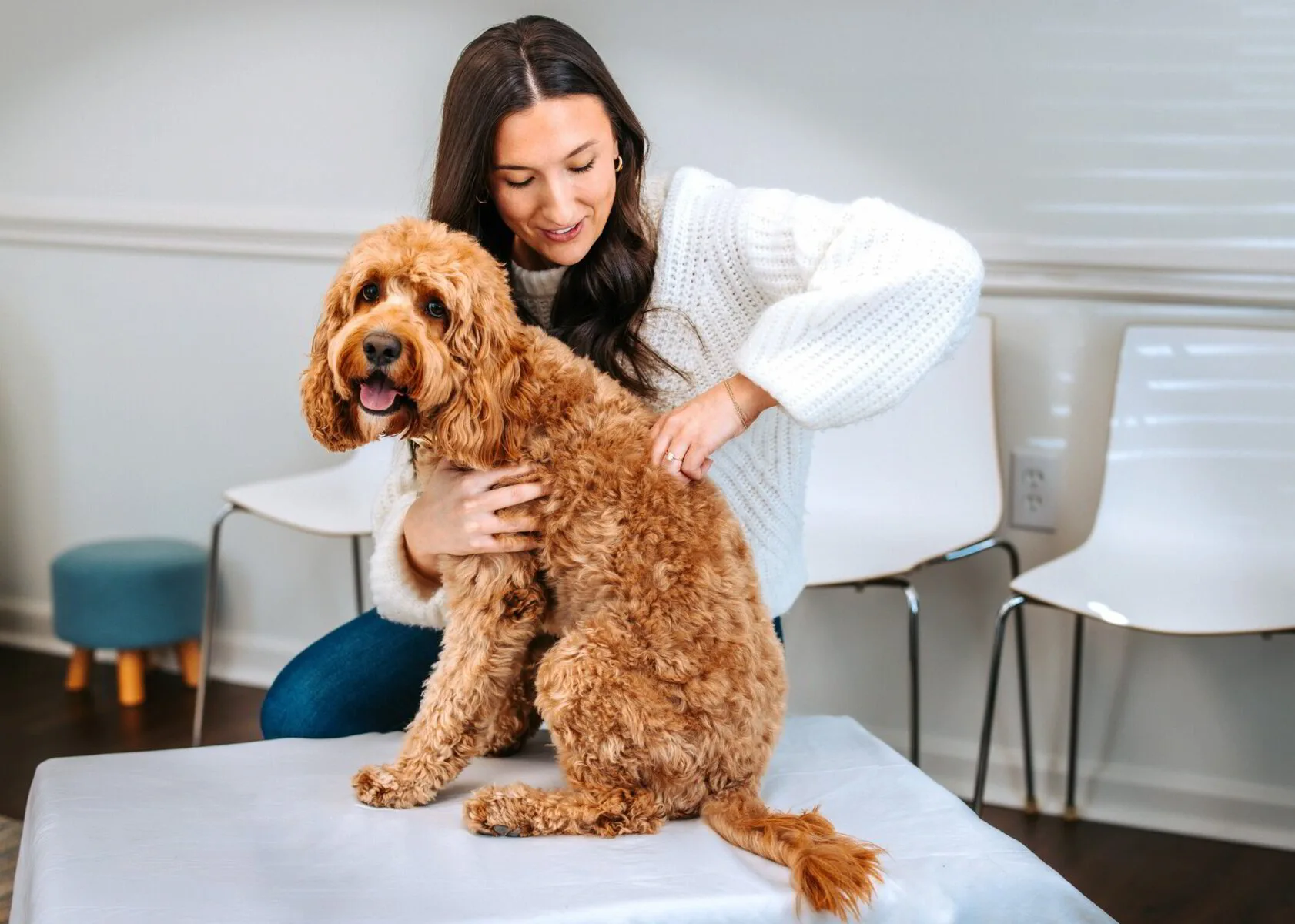 Licensed animal chiropractor evaluating the mid back of a Goldendoodle during a gentle chiropractic session