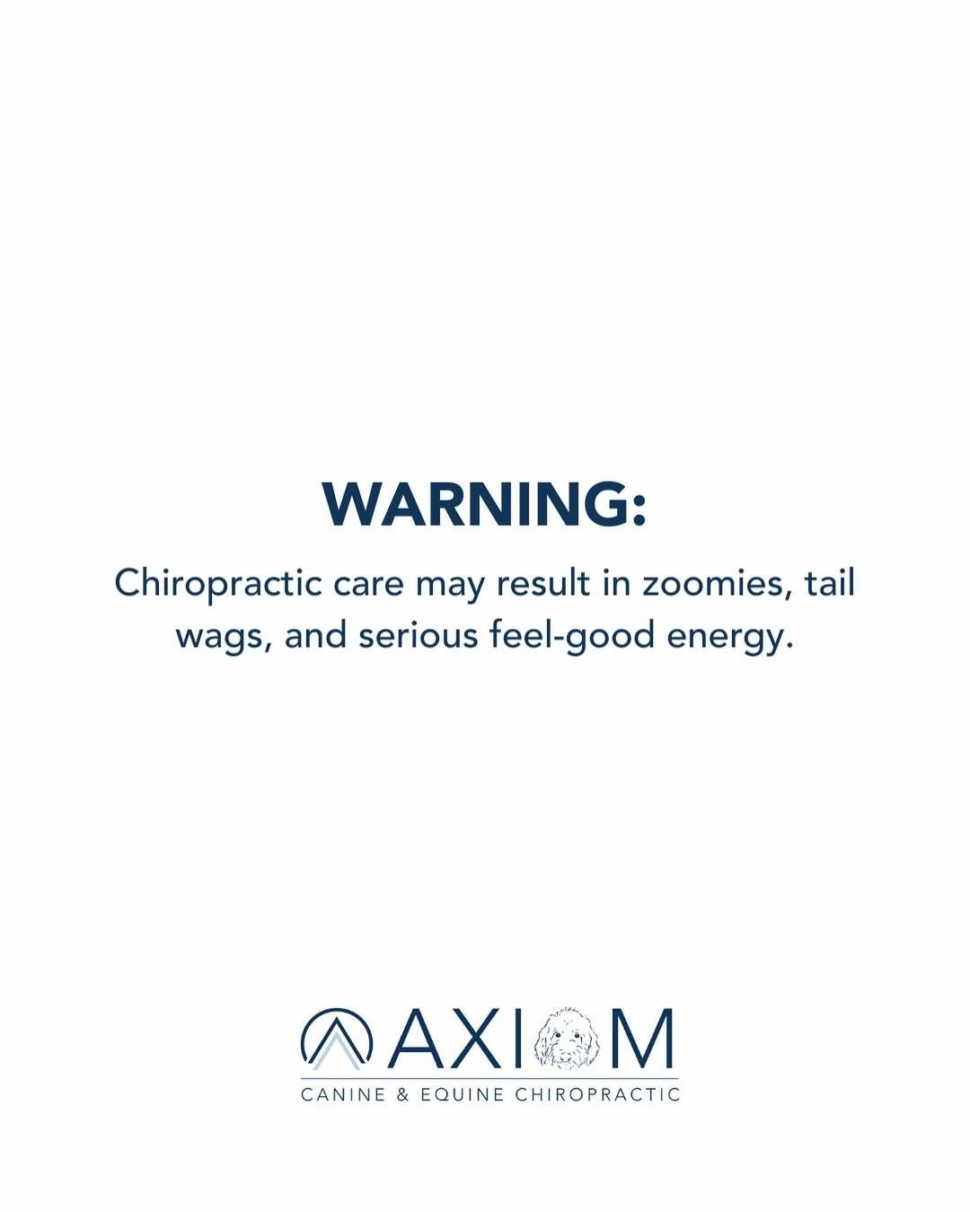 Chiropractic care may result in zoomies, tail wags, and serious feel-good energy