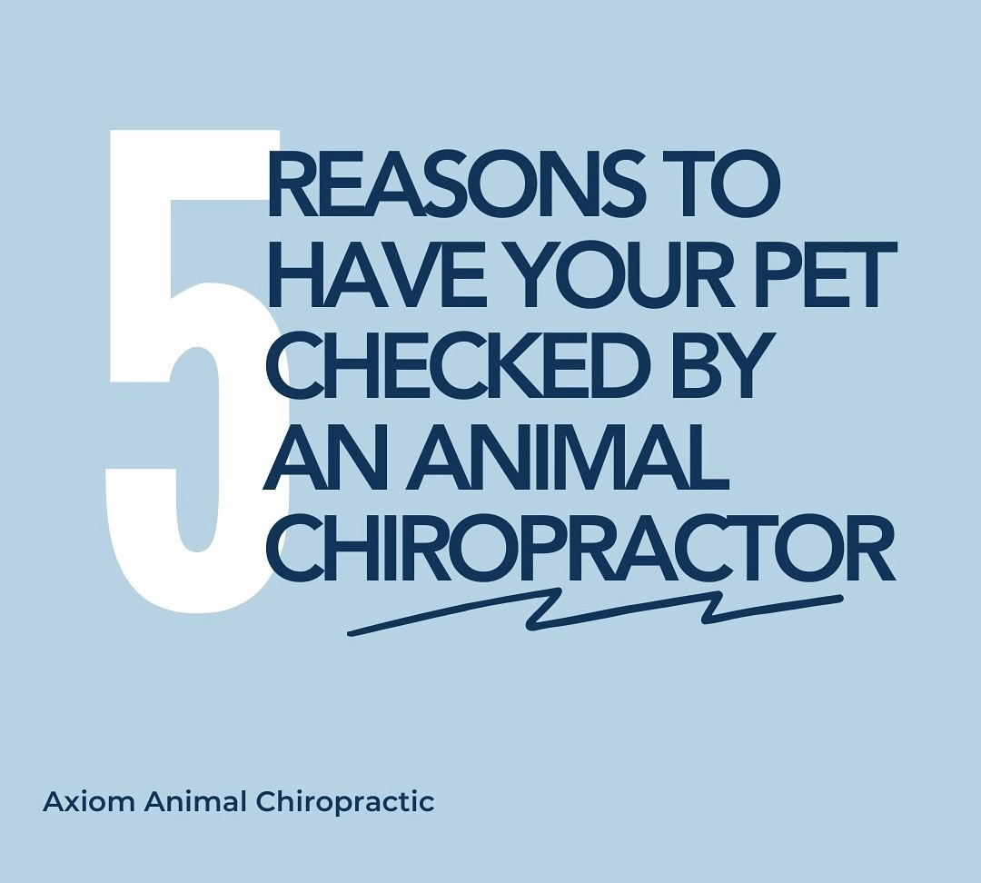 Reason to have your pet checked by animal chiropractor