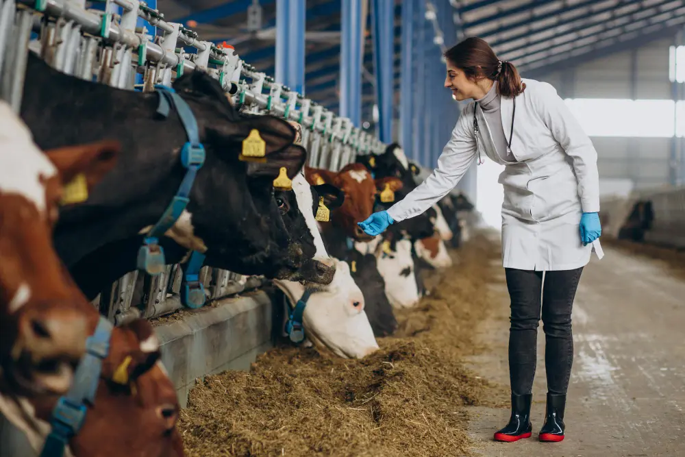 Animal chiropractor examining cows for spinal health on a farm