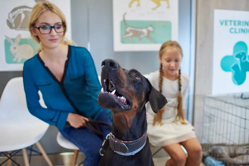 Doberman dog undergoing chiropractic analysis for spinal health