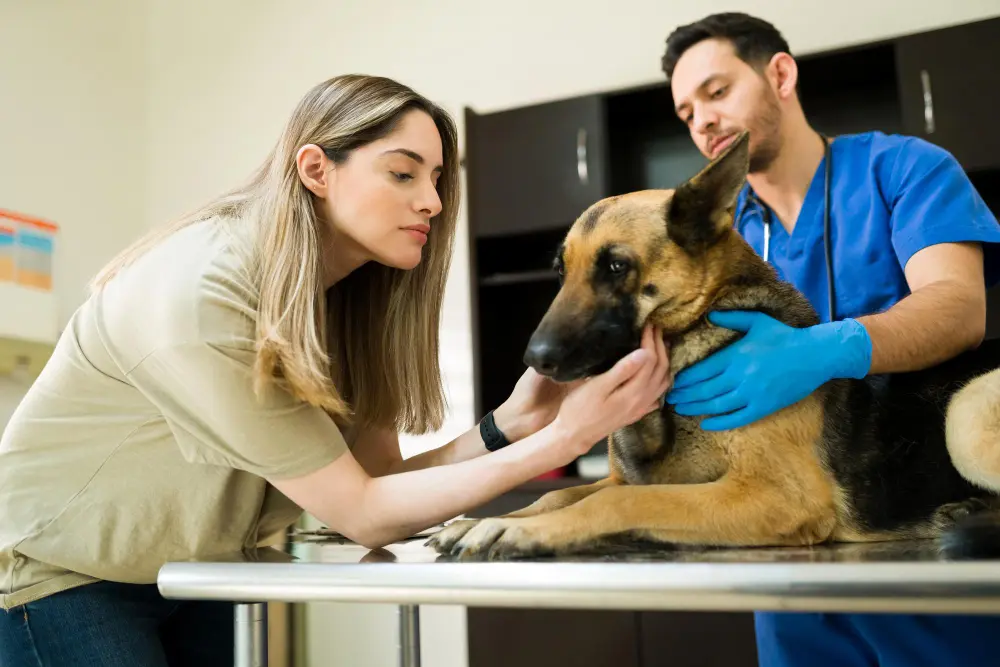 German Shepherd examined by animal chiropractor for mobility and performance