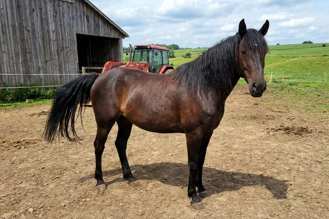 Axiom-Animal-Chiropractic-Equine