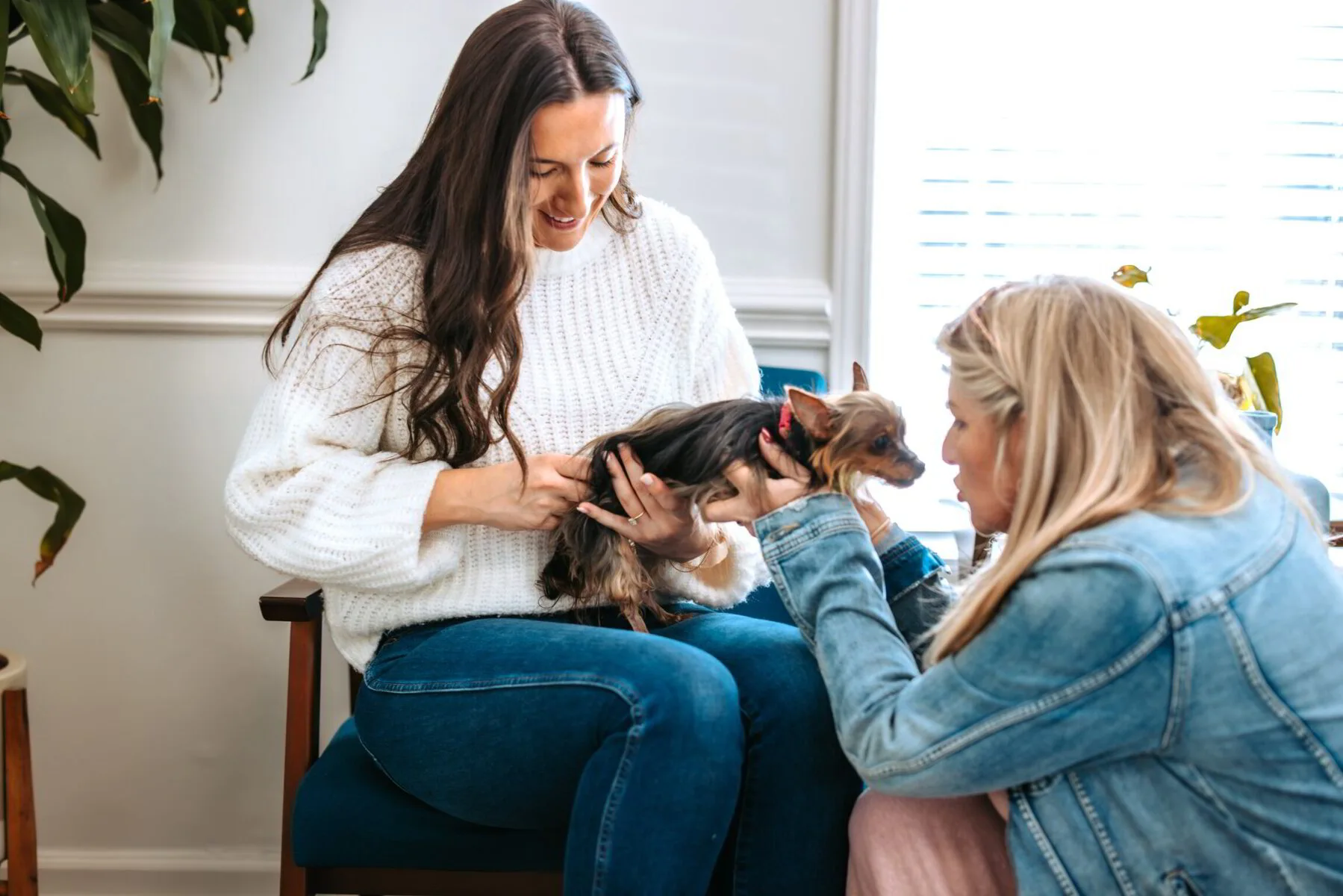 Animal chiropractic professional Dr. Megan supporting a small terrier while a pet owner observes a careful posture assessment