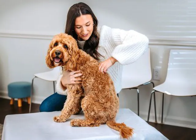 Mid Back Adjust Animal Chiropractor