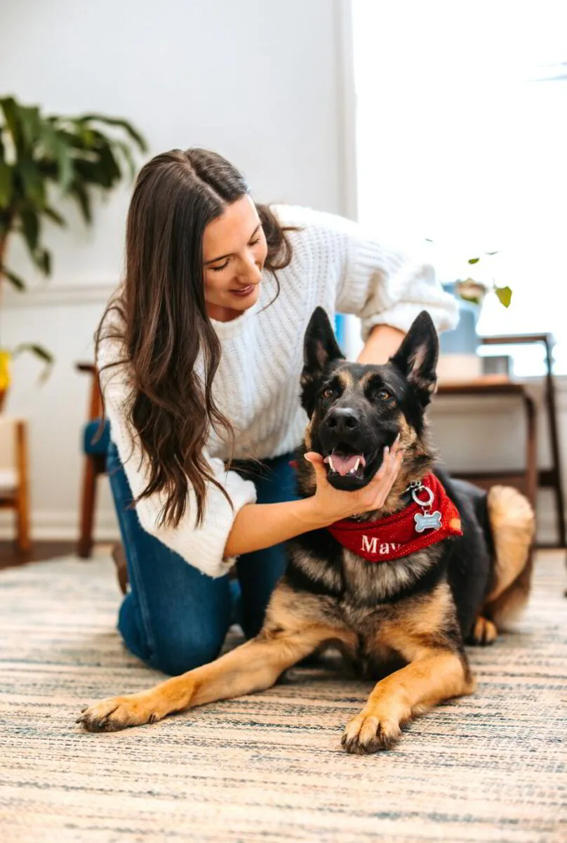 Animal chiropractor gently stabilizing the head and neck of a German Shepherd during a relaxed in clinic evaluation