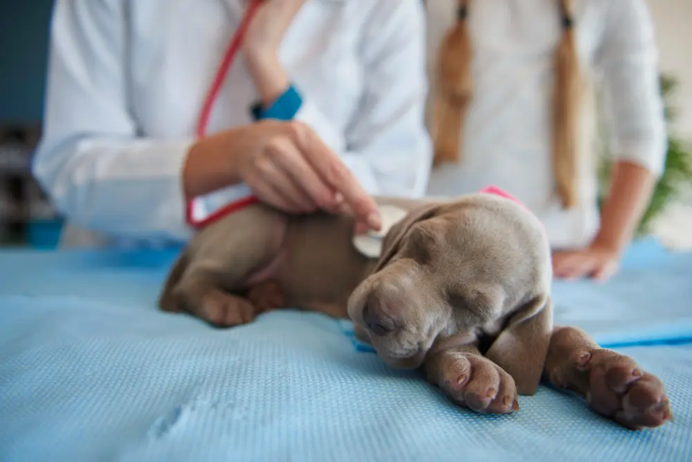 Veterinarian and animal chiropractor examining pet for overall health