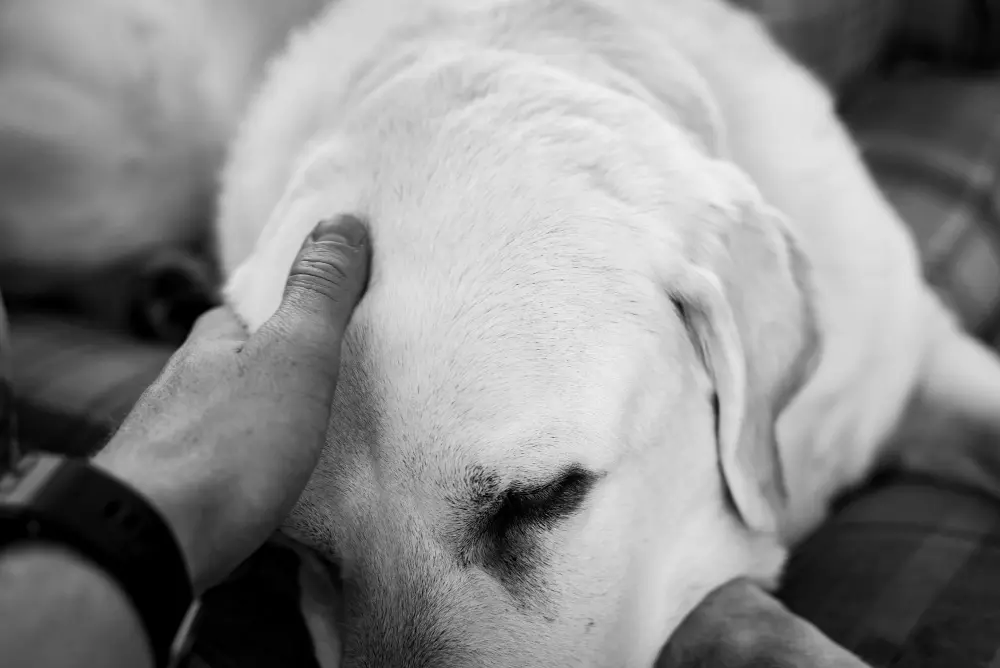 Animal chiropractor performing spinal check on pet