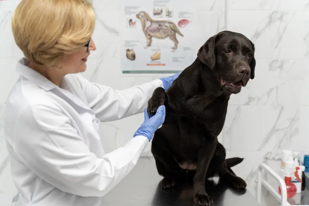 Chiropractor examining standing dog for signs of vertebral subluxation