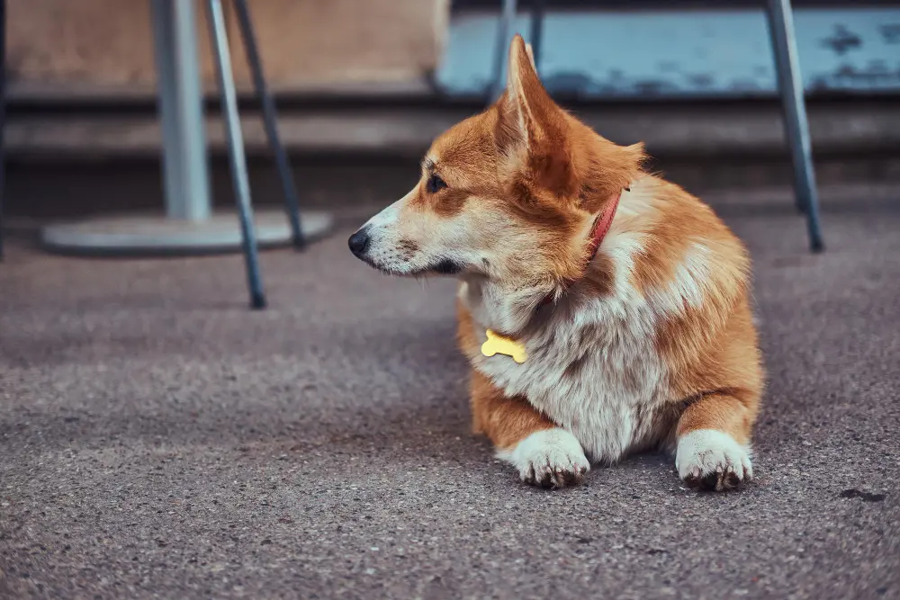 Dog showing signs of neck pain and stiffness