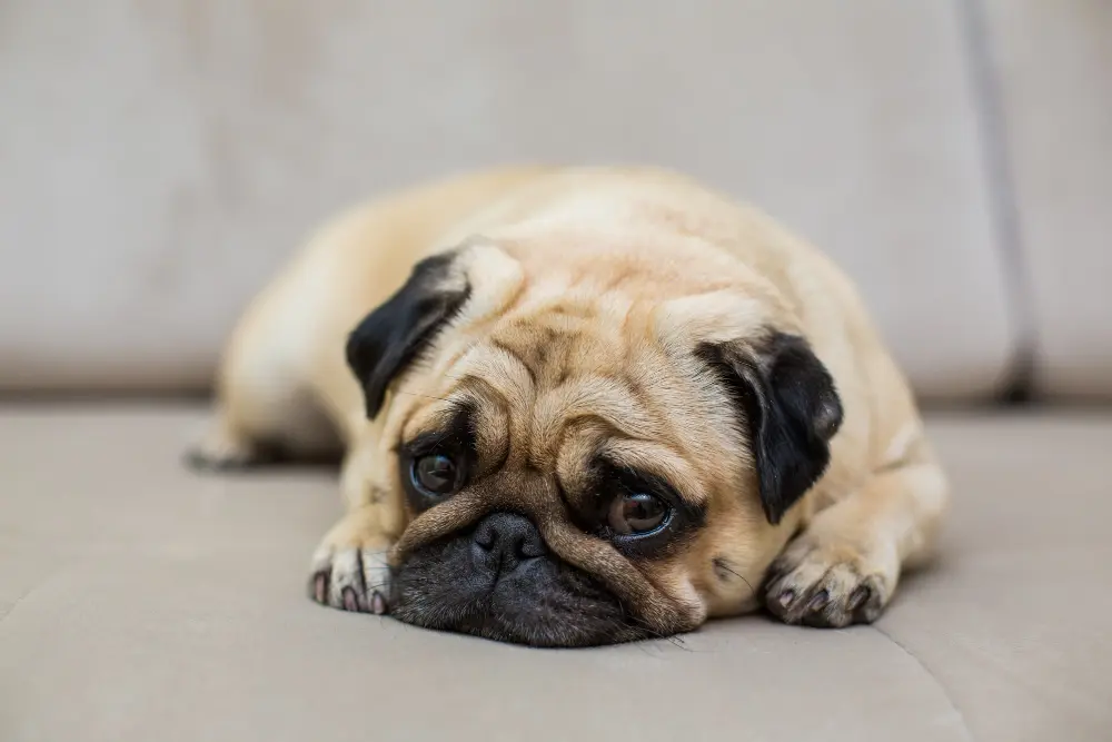 Dog showing signs of anxiety and stress behavior