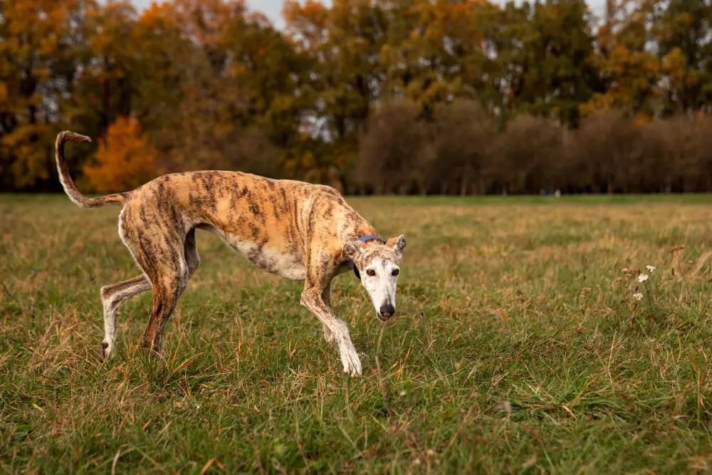 Dog with limp tail showing signs of dead tail condition