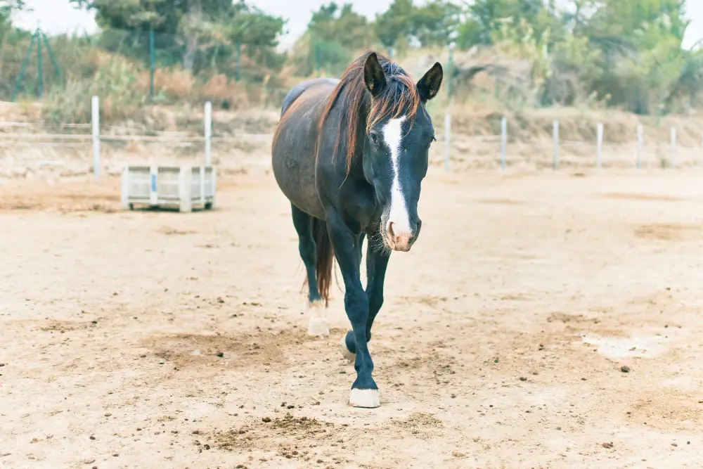 Horse standing on farm showing potential gait imbalance