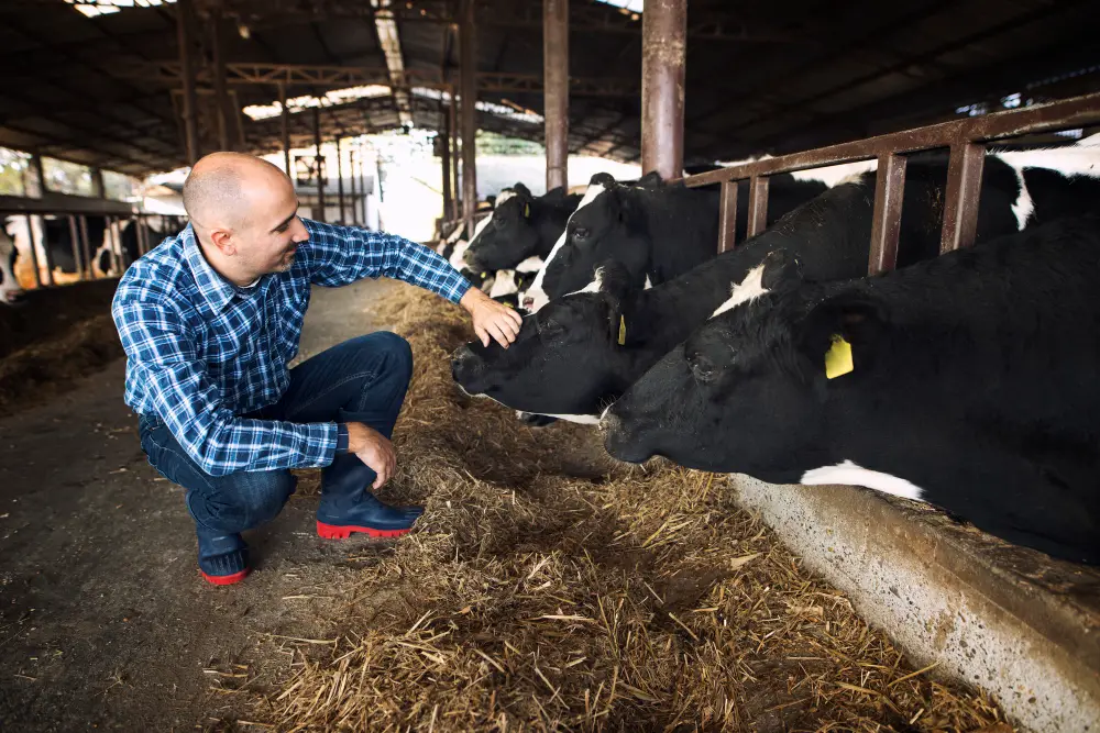 Chiropractor examining cow for mobility and spinal health