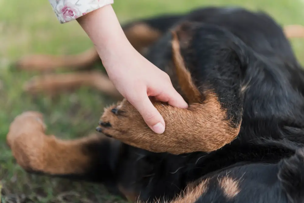 Dog experiencing joint stiffness from arthritis receiving care