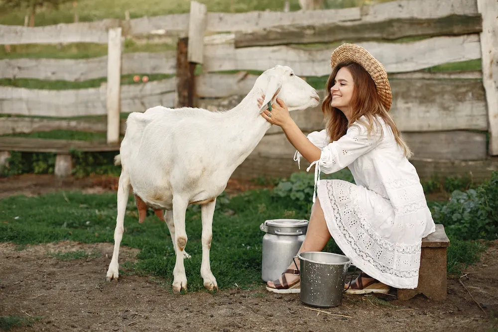 Chiropractor examining goat for spinal alignment issues