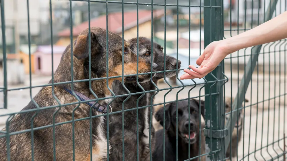 Rescued dog receiving gentle chiropractic care for recovery