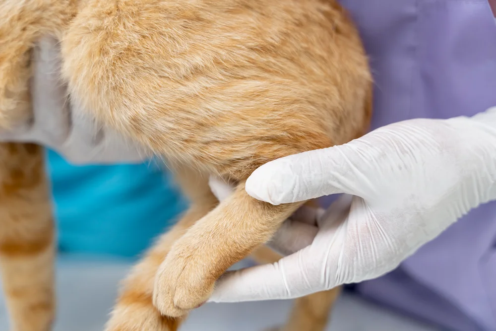 Older cat receiving gentle care to help ease arthritis related joint stiffness