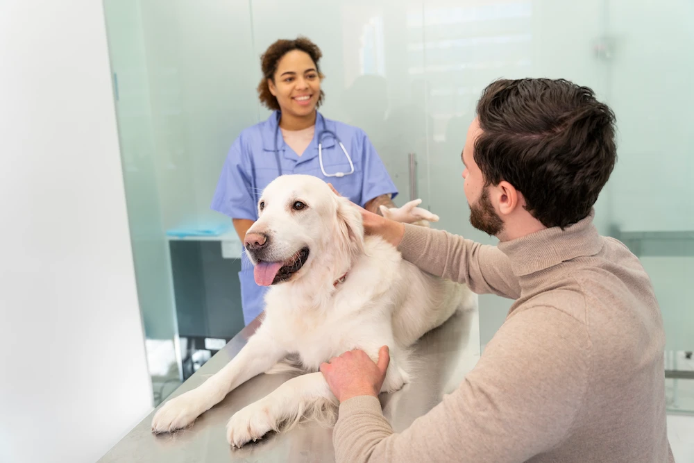 Golden retriever receiving gentle chiropractic care to support mobility and joint health