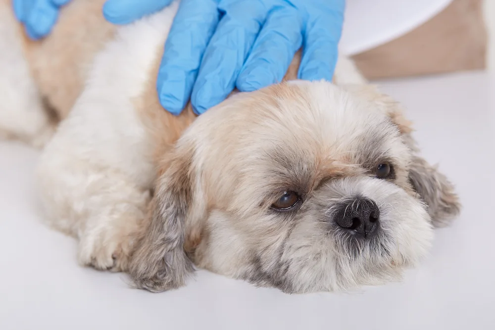 Puppy receiving gentle chiropractic assessment to support healthy growth and movement