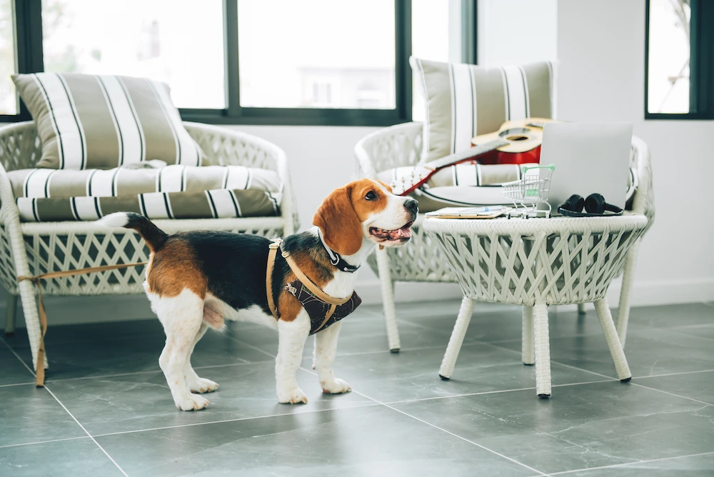 Dog standing attentively indoors or outdoors